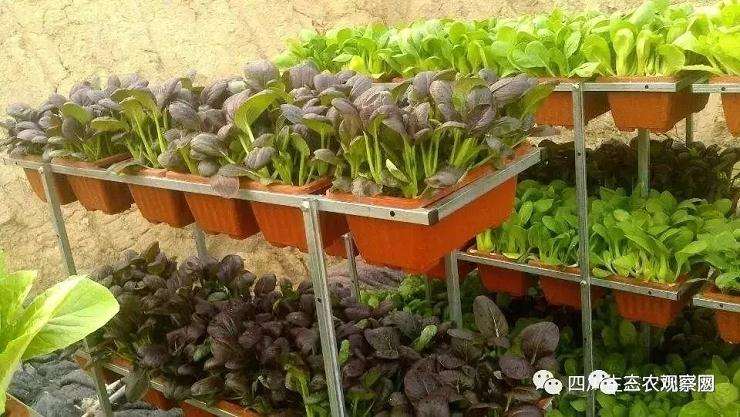 蔬菜盆景怎么赚钱 日进2000