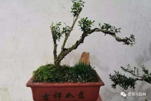 3个雀舌黄杨小品盆景