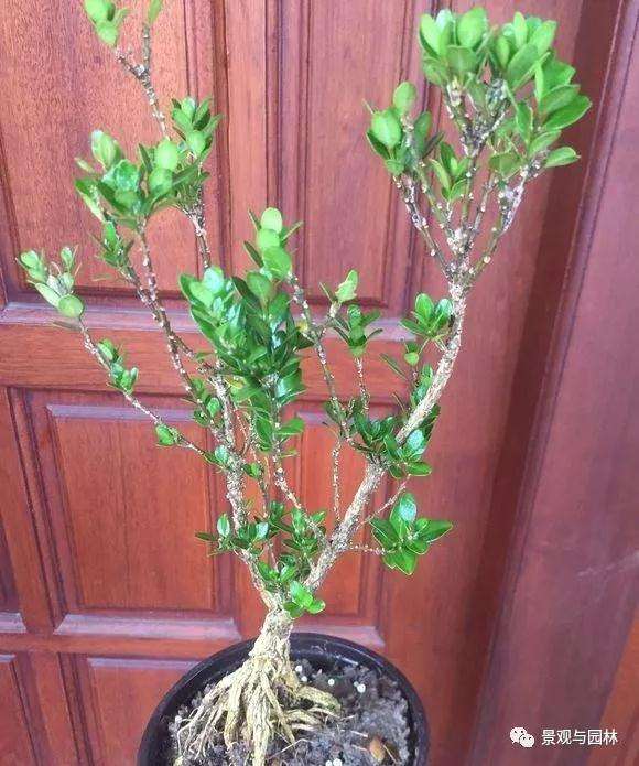 3个雀舌黄杨小品盆景