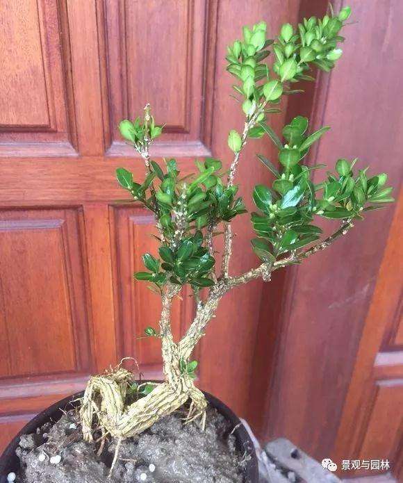 3个雀舌黄杨小品盆景