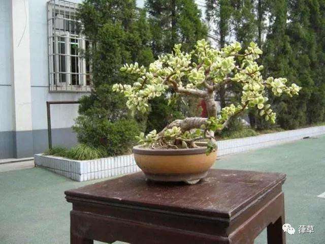 金枝玉叶盆景怎么上盆养护的方法