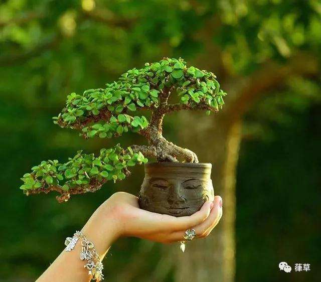 金枝玉叶盆景怎么上盆养护的方法