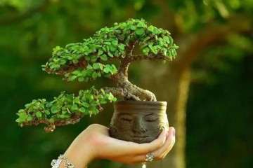 金枝玉叶盆景怎么上盆养护的4个方法