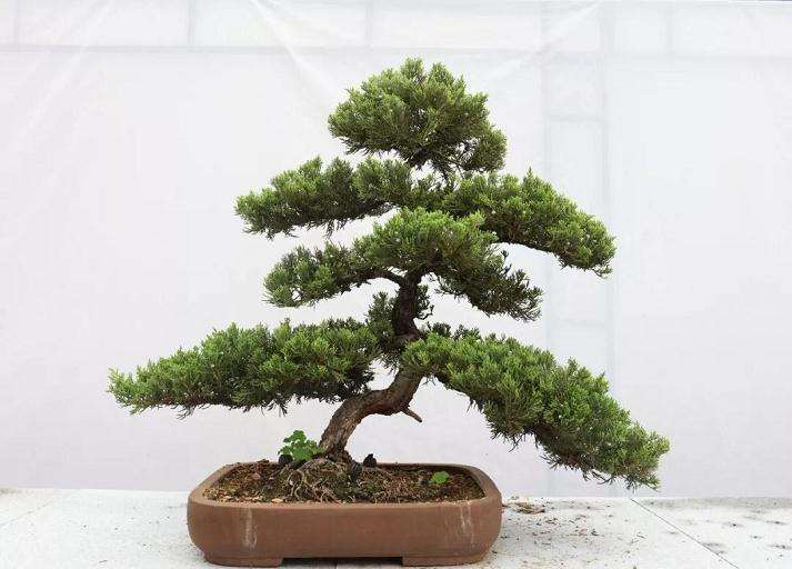 第二届伏牛山盆景收藏品展览会开幕