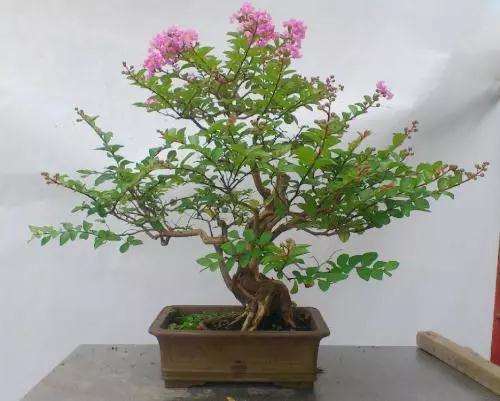 如何让紫薇盆景一年开两次花的方法