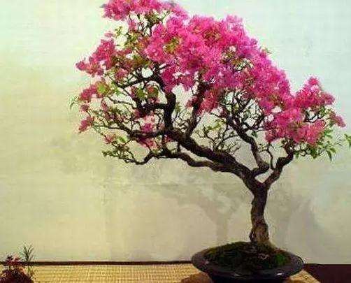 如何让紫薇盆景一年开两次花的方法