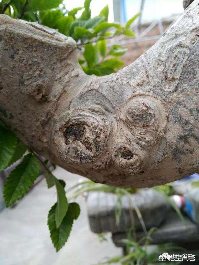 怎么在榆树盆景发芽时制作疙瘩的方法