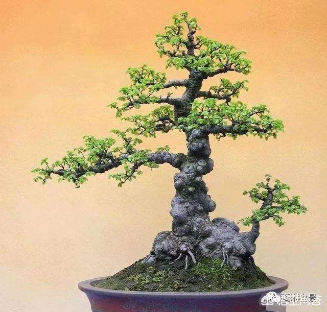 怎么在榆树盆景发芽时制作疙瘩的方法