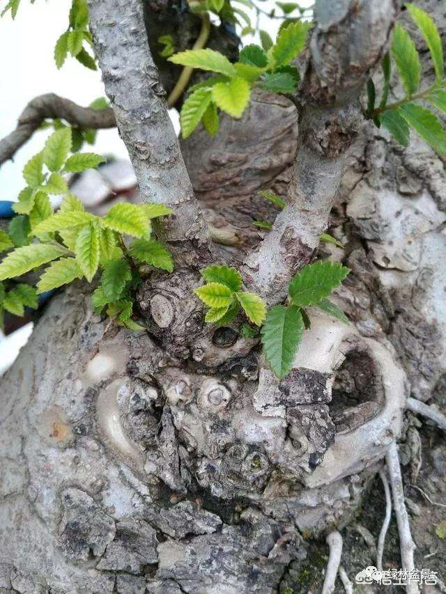 怎么在榆树盆景发芽时制作疙瘩的方法