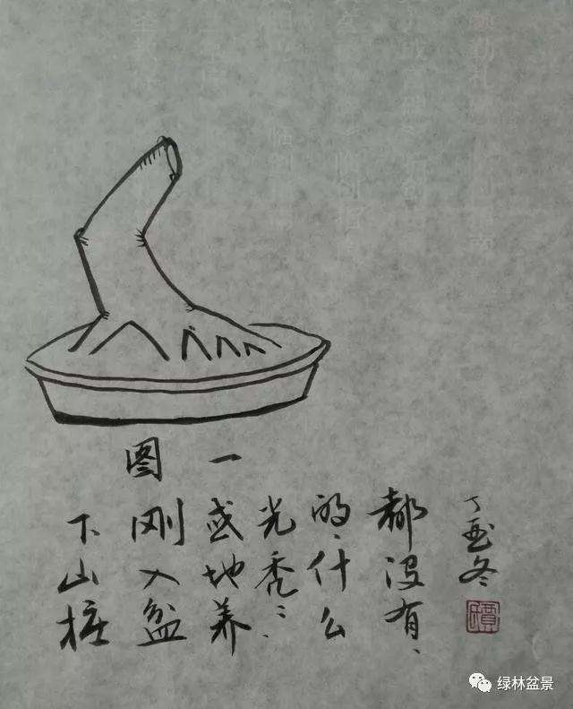 怎样识别树桩盆景的一二三级枝 图片