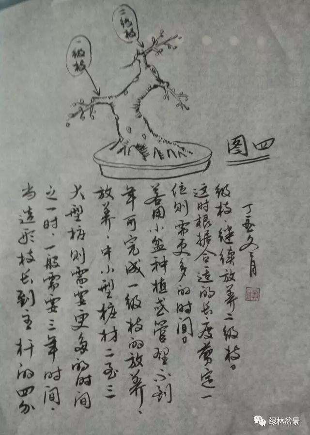 怎样识别树桩盆景的一二三级枝 图片