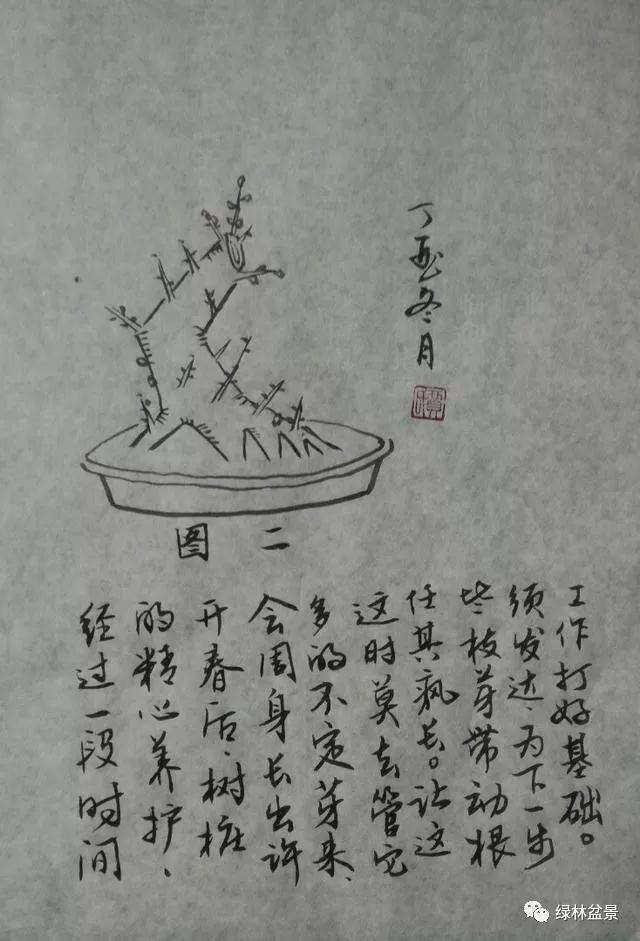 怎样识别树桩盆景的一二三级枝 图片