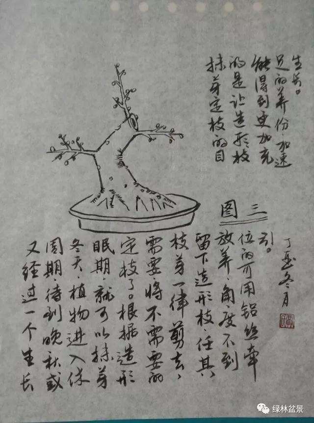 怎样识别树桩盆景的一二三级枝 图片