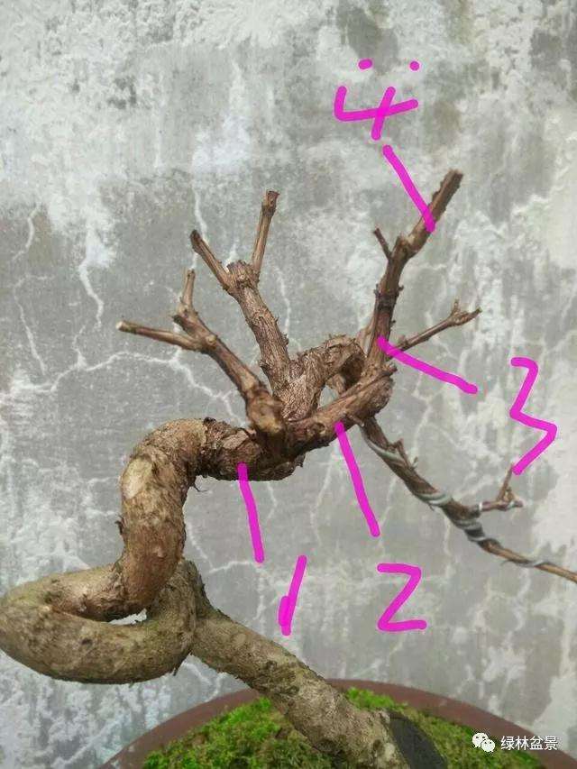 怎样识别树桩盆景的一二三级枝 图片