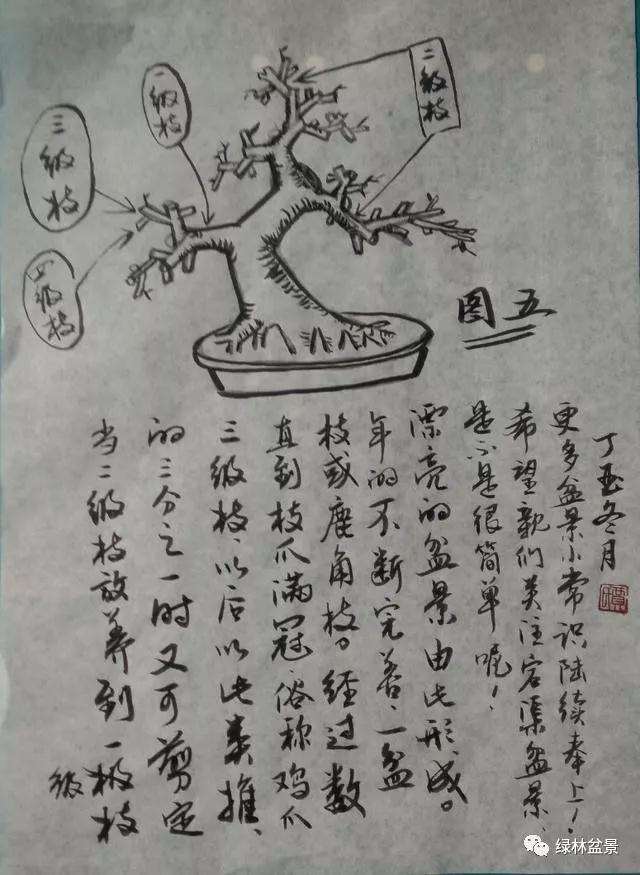 怎样识别树桩盆景的一二三级枝 图片