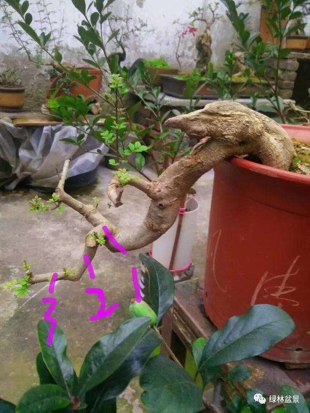 怎样识别树桩盆景的一二三级枝 图片