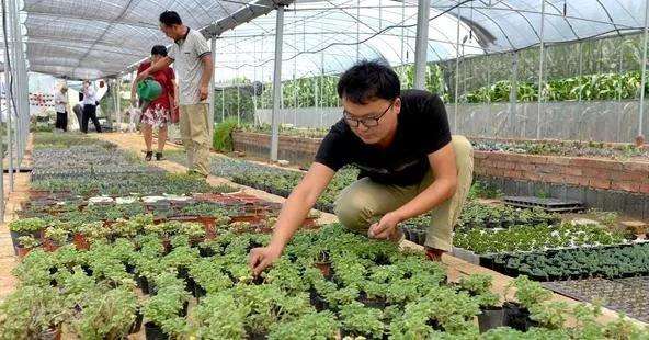 大学生返乡创业培育微盆景