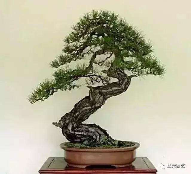 用玩盆景这个字眼