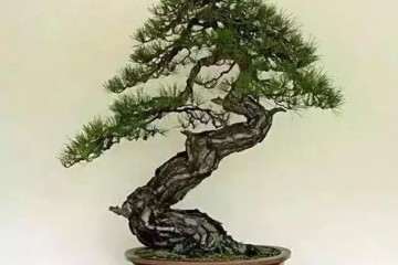 为什么用玩盆景 少说盆景艺术创作