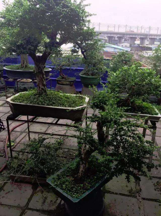 佛山盆景协会专委会举行第二次活动日