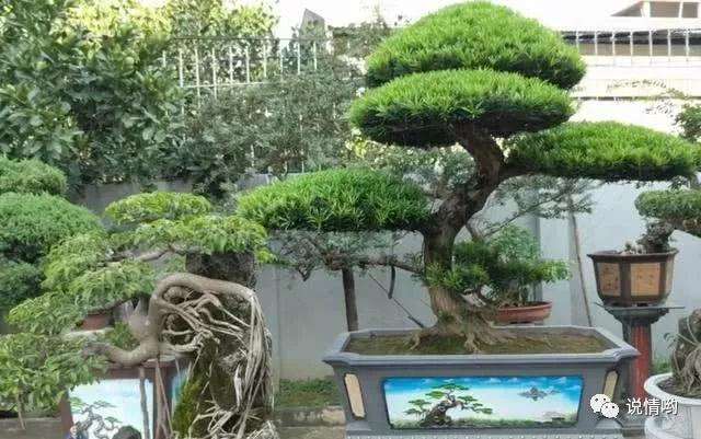 富人养护罗汉松盆景的3个方法