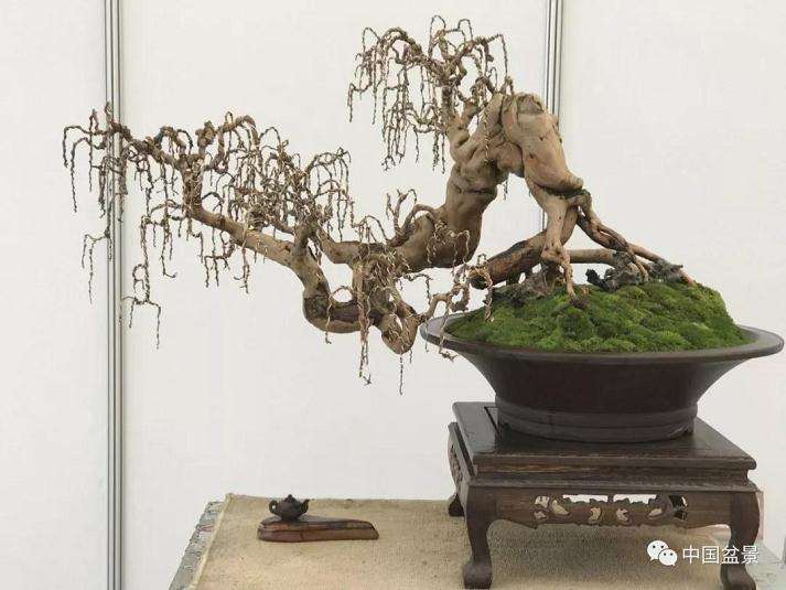 重庆盆景五巅首次亮相能予守艺馆