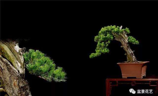 黑松盆景怎么进行短叶切芽的方法