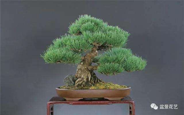 黑松盆景怎么进行短叶切芽的方法