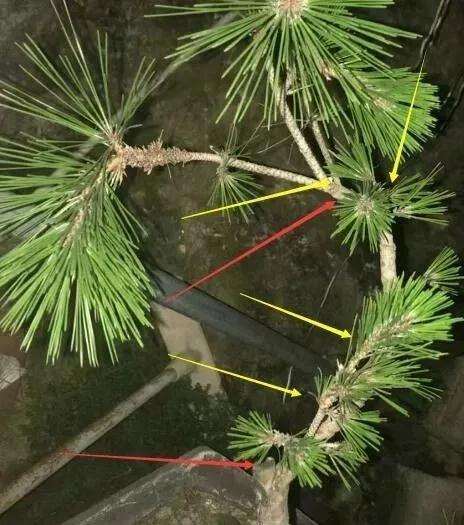 松柏类盆景怎么进行截干蓄枝的方法