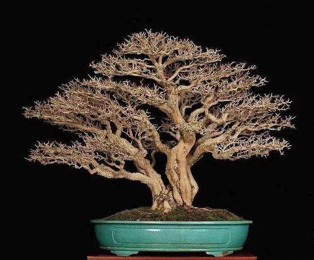 松柏类盆景怎么进行截干蓄枝的方法