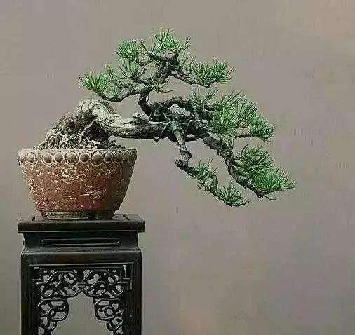 松柏类盆景怎么进行截干蓄枝的方法