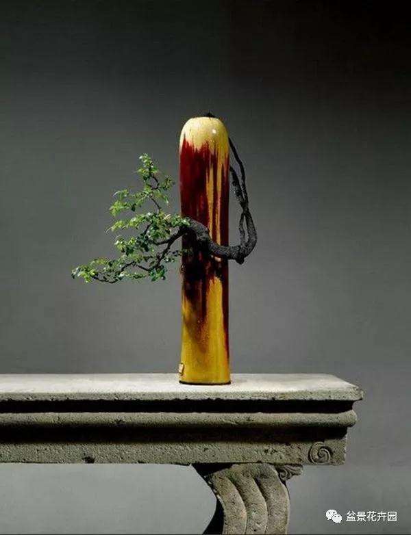 什么是盆景的四德