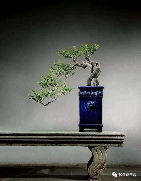 什么是盆景的四德