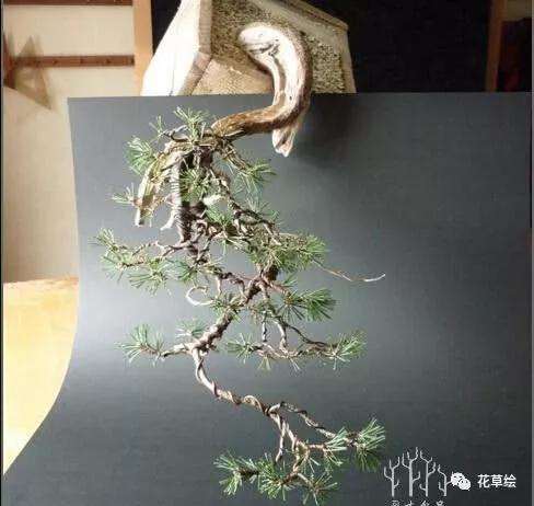 怎么制作临水型山松盆景的方法