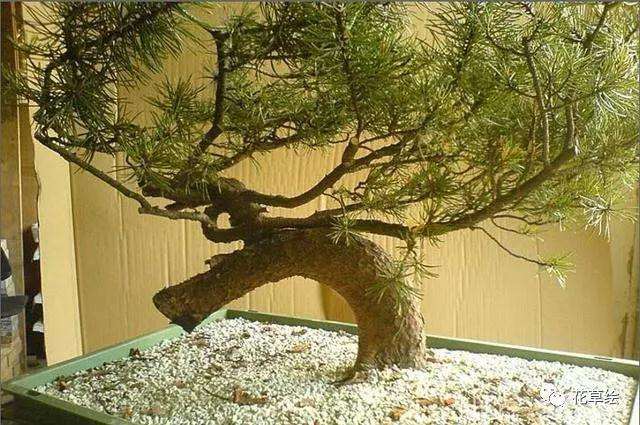 怎么制作临水型山松盆景的方法