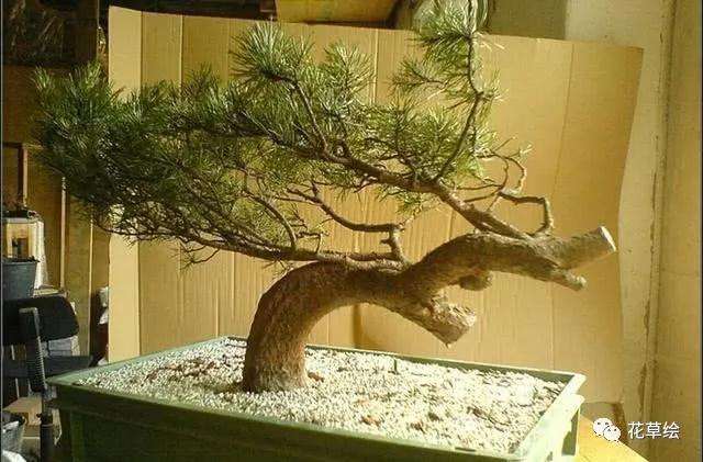 怎么制作临水型山松盆景的方法