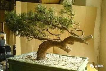 图解 怎么制作临水型山松盆景的方法