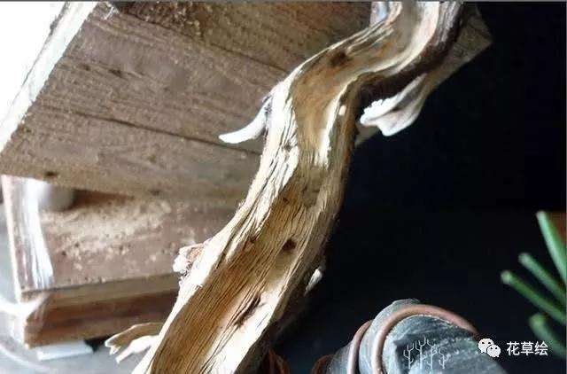 怎么制作临水型山松盆景的方法