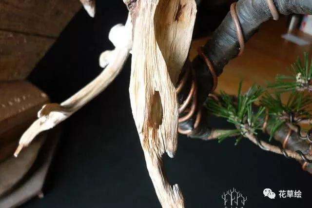 怎么制作临水型山松盆景的方法