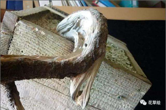 怎么制作临水型山松盆景的方法