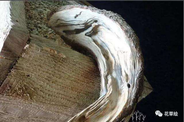 怎么制作临水型山松盆景的方法