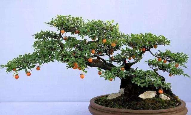 金弹子盆景怎么修剪养护的方法