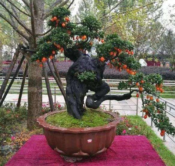 金弹子盆景怎么扦插繁殖的方法