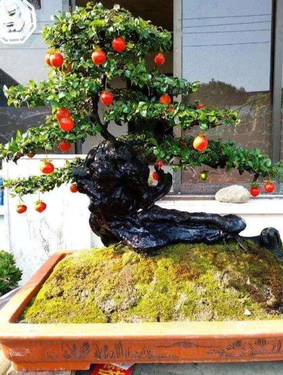 秋季金弹子盆景怎么授粉挂果的方法