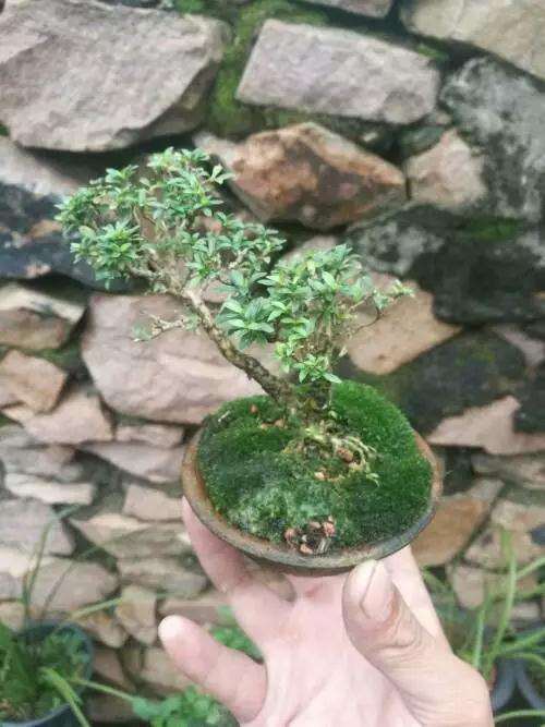 图解 微型盆景怎么修剪的3个方法