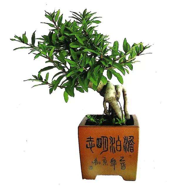 图解 微型盆景怎么修剪的3个方法