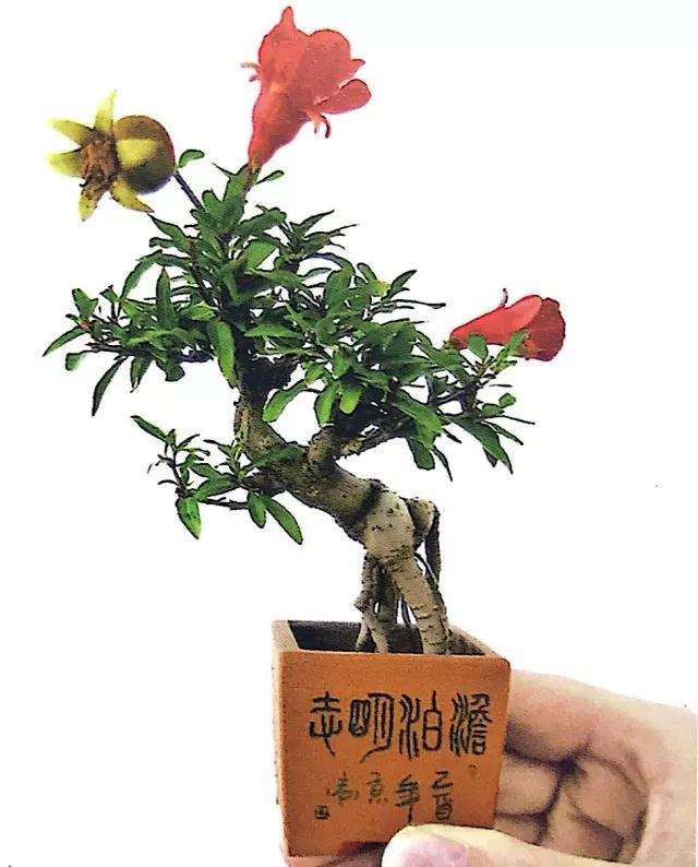 图解 微型盆景怎么修剪的3个方法