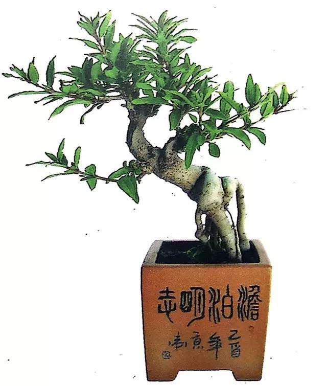 图解 微型盆景怎么修剪的3个方法