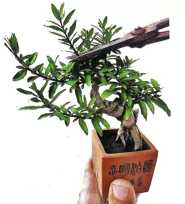 图解 微型盆景怎么修剪的3个方法