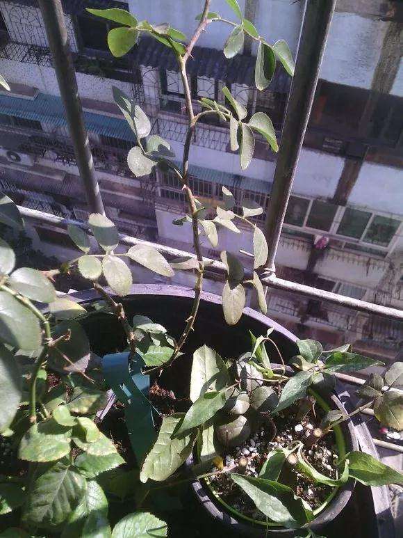 图解 微型盆景怎么修剪的3个方法